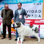 AltoAragon Zita
- Classe: Intermedia Femmine
- 1° Eccellente Ris. CAC