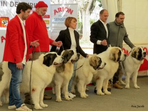 Miglior Gruppo d' allevamento.