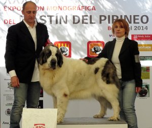 Altoaragon Zita classe campioni femmine miglior soggetto assoluto BEST IN SHOW